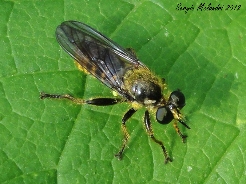 Identificazione